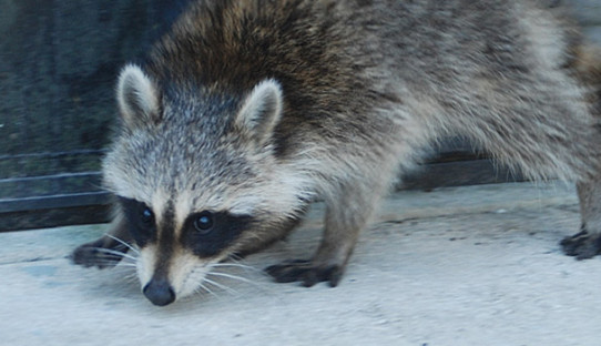 Raccoon Removal in Greenfield