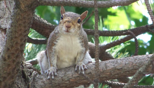 Squirrel Removal in Greenfield